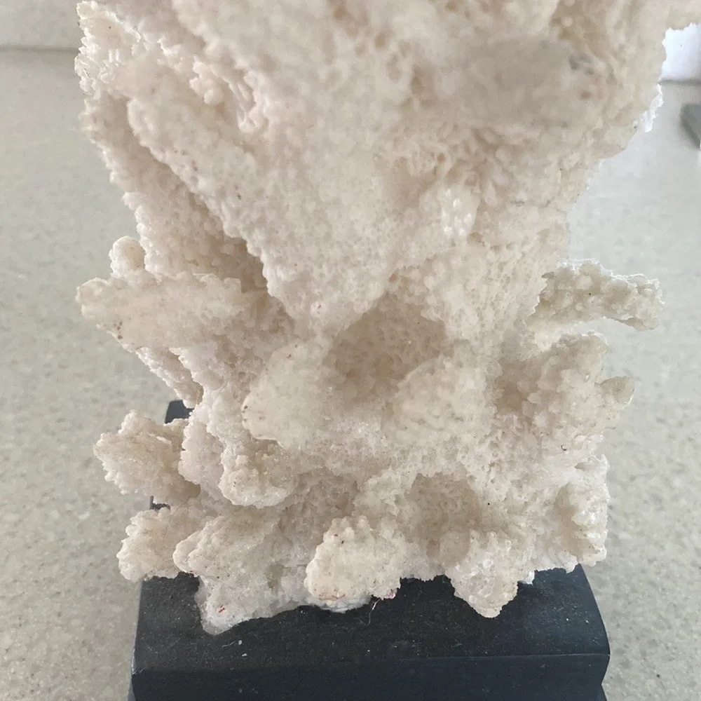 Coral Candle Holder